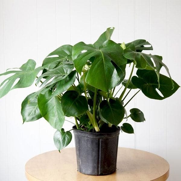 Monstera deliciosa - Plant