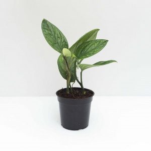 Monstera peru - Plant