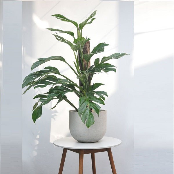 Monstera pinnatipartita - Plant