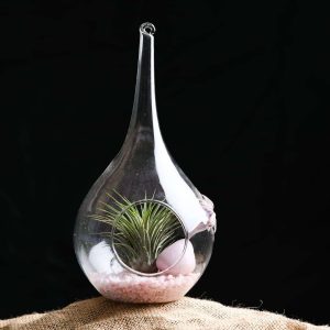 Mothers Bloom - Air Plant