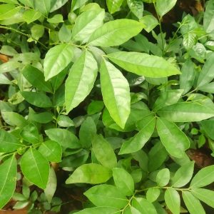 Mouth Freshner Live Plant