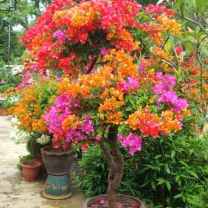 Multi Grafted Bougainvillea Plant (6-7 Colour)