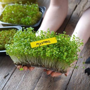 Mustard Microgreen Seeds (25g)