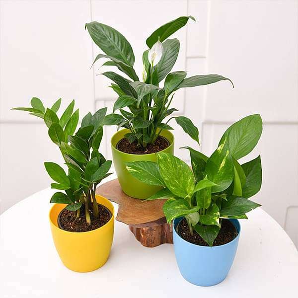 NASA Recommended Table Top / Office Desk Plants