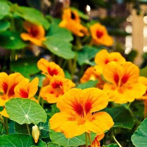 Nasturtium Golden Yellow - Flower Seeds