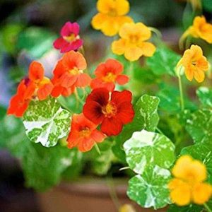 Nasturtium Variegated - Flower Seeds