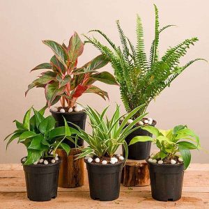 Natural Air Purifier Plants for Summer Cooling