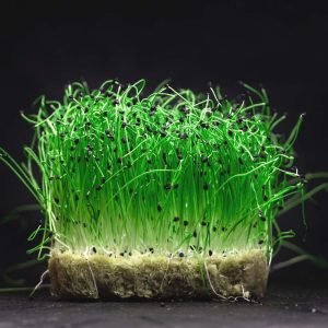 Onion Microgreen Seeds (25g)