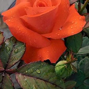 Orange Rose - Flowering Plants