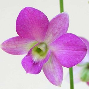 Orchid Plant, Dendrobium Orchid (Any variety, Lavender) - Plant