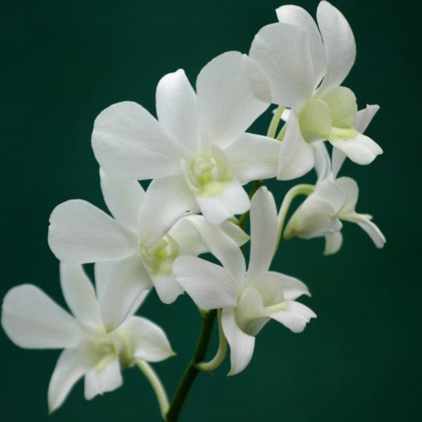 Orchid Plant, Dendrobium Orchid (Any variety, White) - Plant