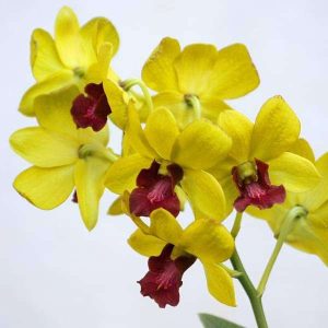 Orchid Plant, Dendrobium Orchid (Any variety, Yellow) - Plant