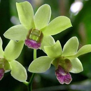 Orchid Plant, Dendrobium Orchid (Burana Jade) - Plant