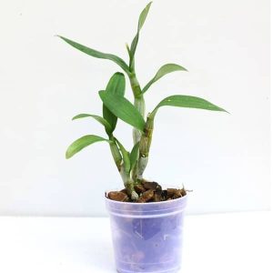 Orchid Plant, Dendrobium Orchid (Mature Blooming size, Any color) - Plant
