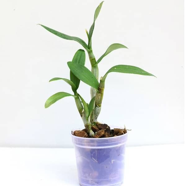 Orchid Plant, Dendrobium Orchid (Mature Blooming size, Any color) Plant in 5 inch (13 cm) Pot