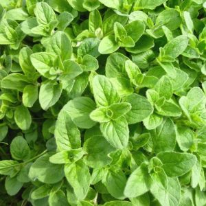 Oregano Seeds - 200 Seeds (ओरिगैनो के बीज)