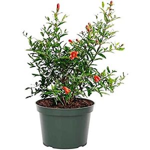 Ornamental Pomegranate Plant