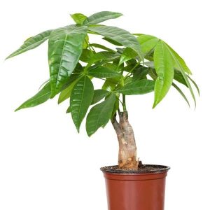 Pachira Double Buds - Plant