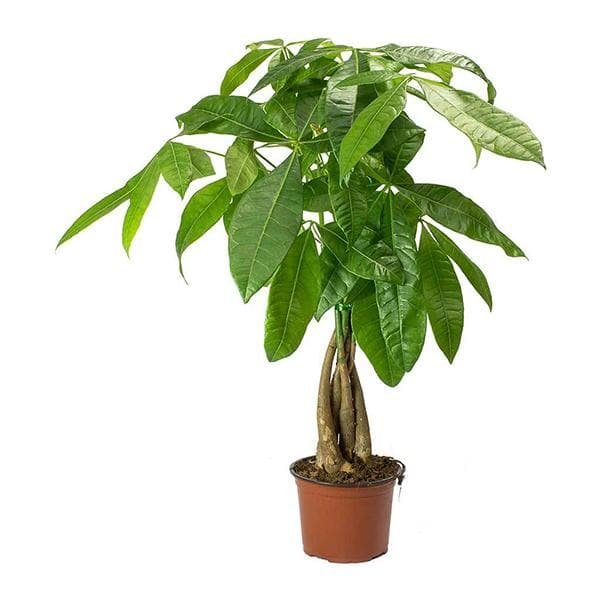 Pachira Money Tree - Plant