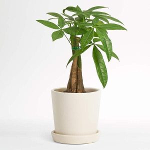 Pachira Triple Buds - Plant