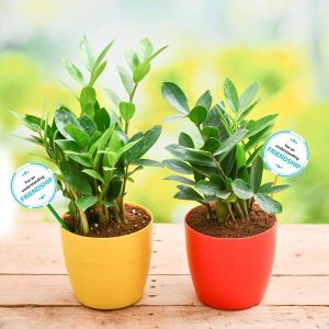 Pack of 2 ZZ Plants for our Generous Friendship