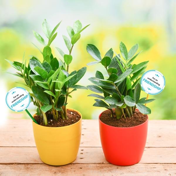 Pack of 2 ZZ Plants for our Generous Friendship