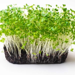 Pak Choi Microgreens Seeds (10g)