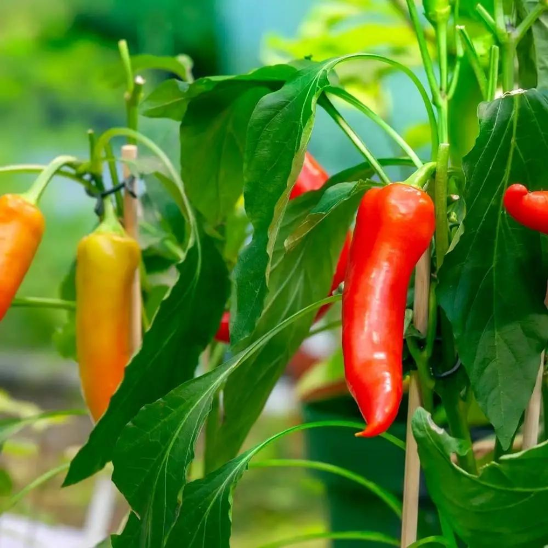 PAPPER SWEET MIX HYBRID SEEDS (20 seeds)