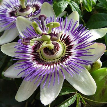 Passiflora White Plant White - Passion Flower, Krishna Kamal