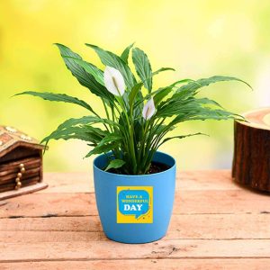 Peace Lily for Wonderful Day - Gift Plant