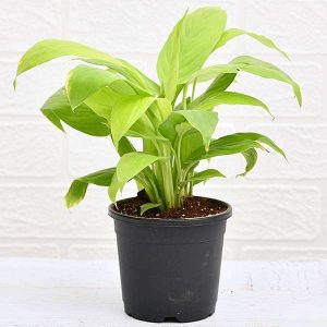 Peace Lily, Spathiphyllum (Golden) - Plant