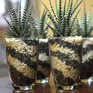 Pebbles Art for Succulents in Glass Terrarium