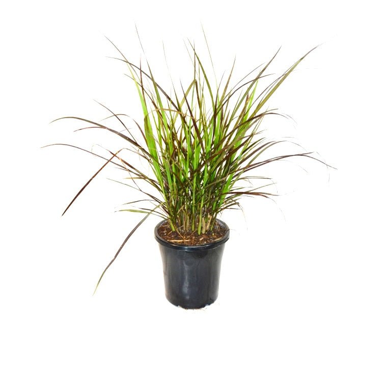 Pennistum Advena - Purple Fountain Grass, Pampass Grass