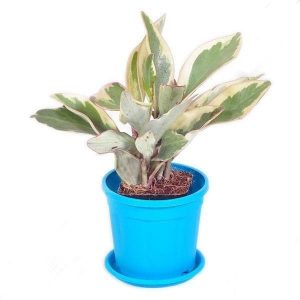 Peperomia clusiifolia jelly, Peperomia clusiifolia variegated - Plant