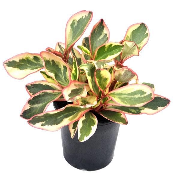 Peperomia Clusiifolia - Plant