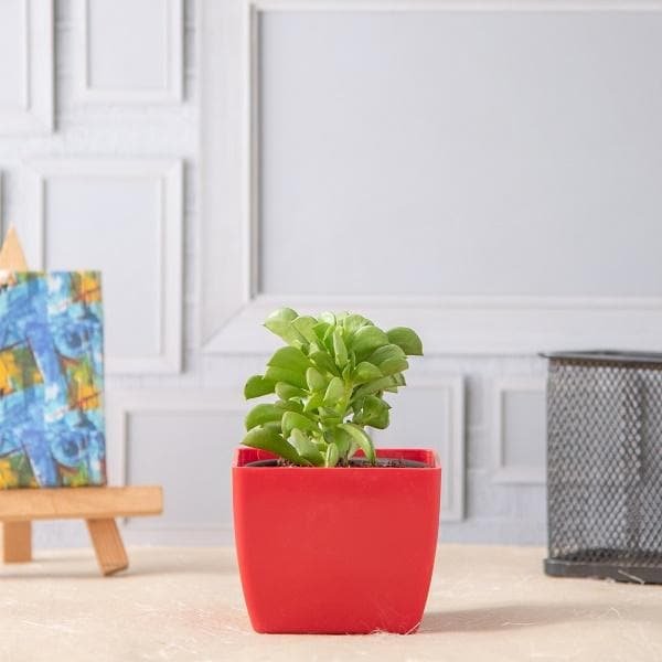 Peperomia dolabriformis, Prayer Pepper - Succulent Plant