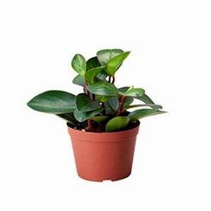 Peperomia orba - Succulent Plant