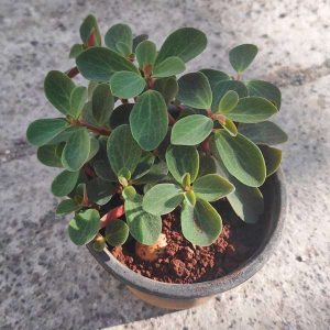 Peperomia rubella - Succulent Plant