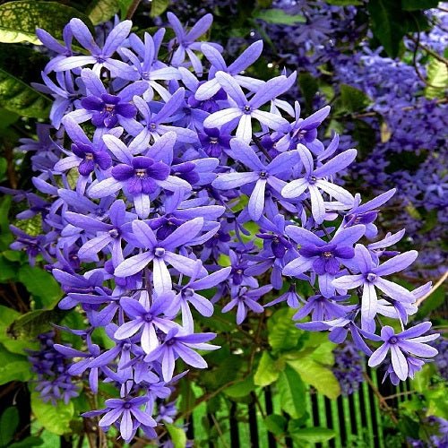 Petrea Volubilis, Purple Wreath, Sandpaper vine flower Plant
