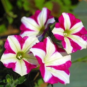 Petunia Pink White Plant