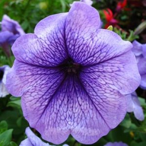 Petunia Purple Plant