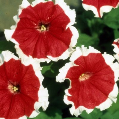 Petunia Red White Plant