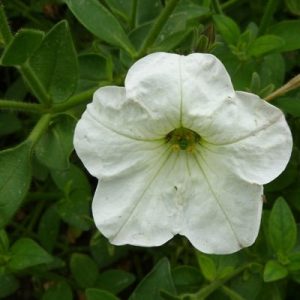Petunia White Plant