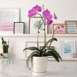 Phalaenopsis Orchid (Any variety, Pink) - Plant