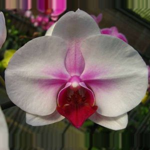 Phalaenopsis Orchid (Any variety, White) - Plant