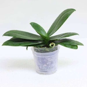 Phalaenopsis Orchid (Mature Blooming size, Any color) - Plant