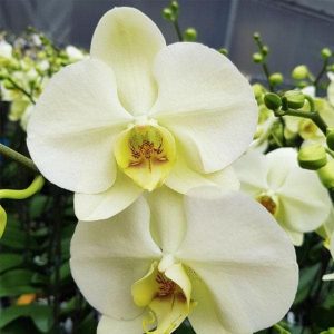 Phalaenopsis Orchid, Yellow - Plant