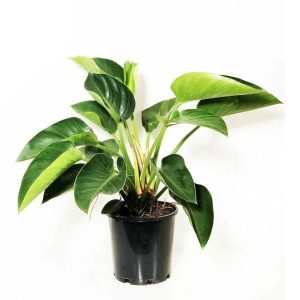 Philodendron Congo, Philodendron Tatei - Plant