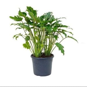 Philodendron lacerum - Plant