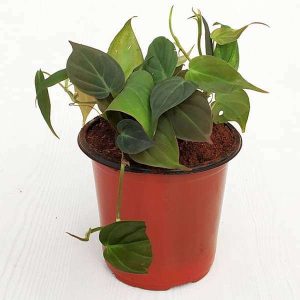 Philodendron melanochrysum, Black Gold Philodendron - Plant